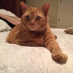 Meet your Posher, Nancy